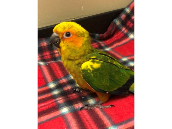 Sun Conure-BIRD-Male--2389-Petland Norwin, PA