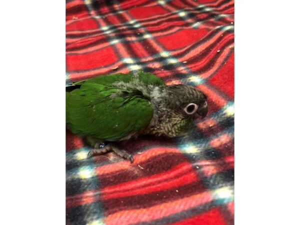 Green Cheek Conure-BIRD-Male--2392-Petland Norwin, PA