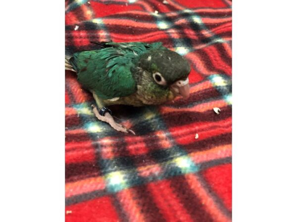 Yellow Sided Turquoise Green Cheek Conure BIRD Male 2394 Petland Norwin, PA