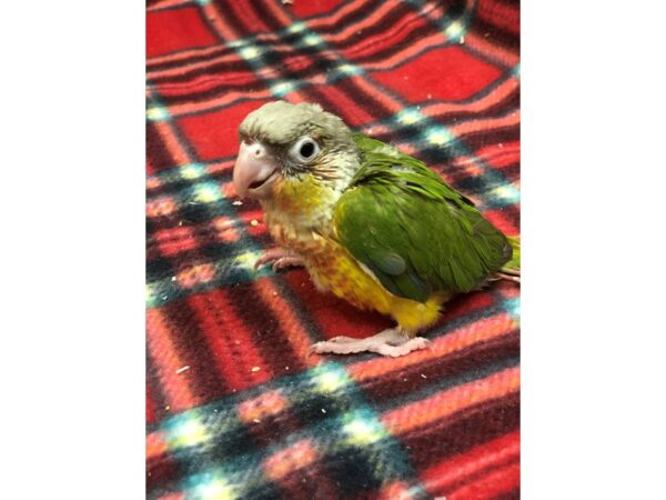 Pineapple Green Cheek Conure-BIRD-Male--2391-Petland Norwin, PA