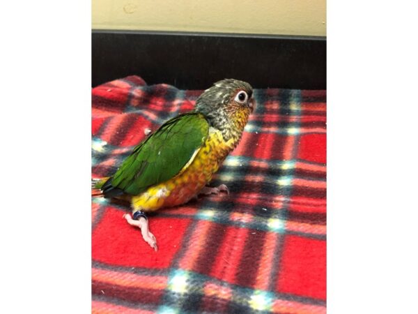 Yellow Sided Green Cheek Conure BIRD Male 2393 Petland Norwin, PA