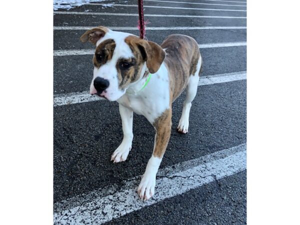 American Bulldog mix-DOG-Male-Brindle and White-2367-Petland Norwin, PA