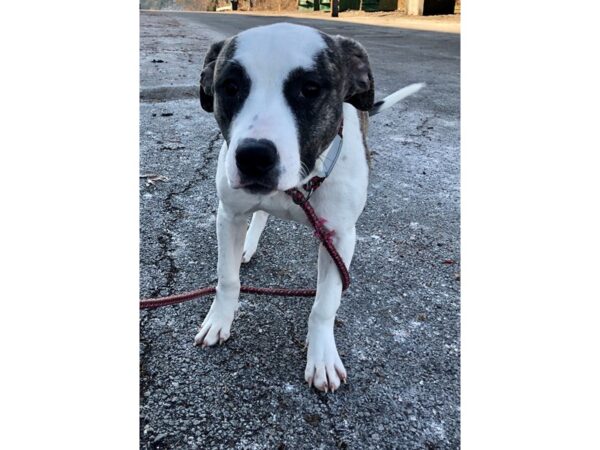 American Bulldog mix DOG Female Brindle and White 2366 Petland Norwin, PA