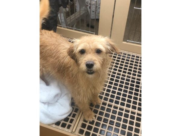 Pit/Lab Mix DOG Male White and Brown 2364 Petland Norwin, PA