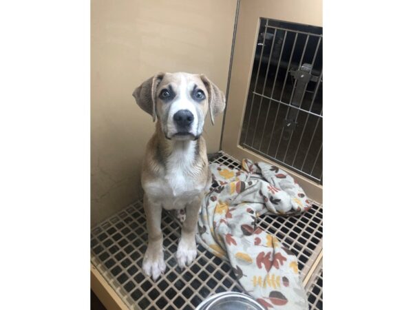 German Shepherd Mix DOG Male Gray and White 2361 Petland Norwin, PA