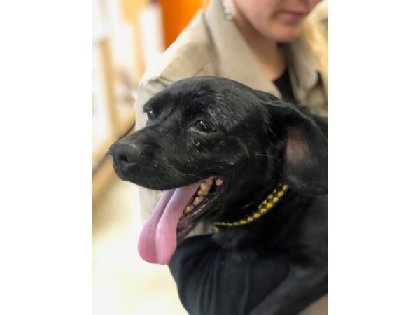 Terrier Mix-DOG-Male-Black-2371-Petland Norwin, PA