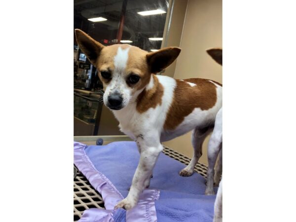 Chihuahua/Jack Russell DOG Male White and Tan 2402 Petland Norwin, PA