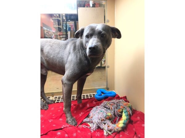 Pit Bull Mix-DOG-Male-Blue-2399-Petland Norwin, PA