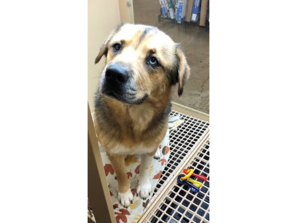 German Shepherd Mix DOG Female Black and Tan 2398 Petland Norwin, PA