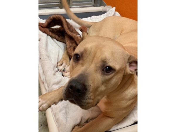 Pit Bull DOG Female Fawn 2397 Petland Norwin, PA