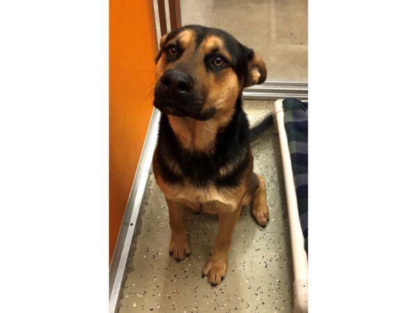 German Shepherd Mix DOG Male Black and Tan 2396 Petland Norwin, PA