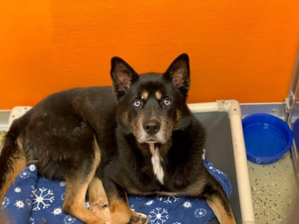 German Shepherd Mix DOG Male Black and Tan 2395 Petland Norwin, PA