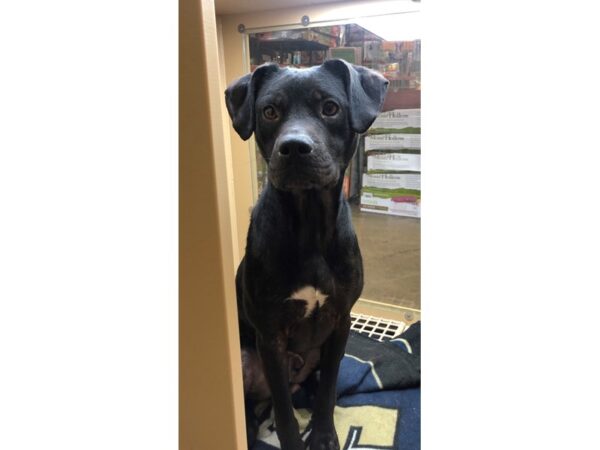 Labrador Mix DOG Male Black with White 2400 Petland Norwin, PA