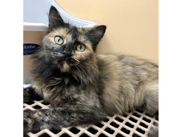 DMH CAT Female Tortiseshell 2424 Petland Norwin, PA