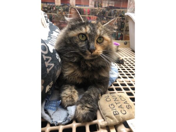 DSH Cat CAT Female Tortiseshell 2423 Petland Norwin, PA