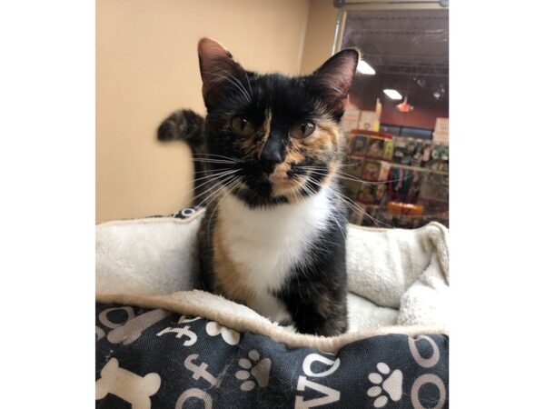 Domestic Short Hair CAT Female Calico 2428 Petland Norwin, PA