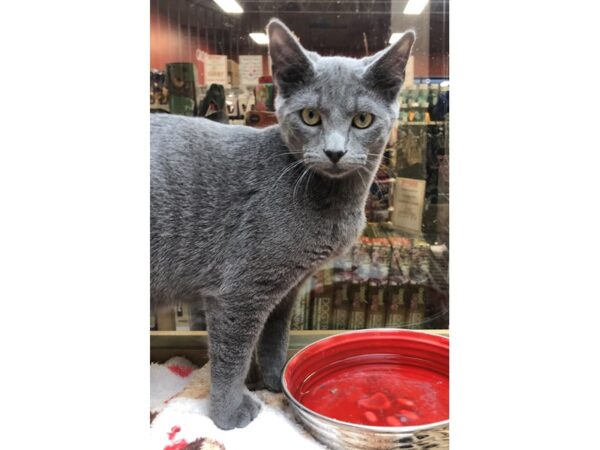 Domestic Short Hair CAT Male Gray 2431 Petland Norwin, PA