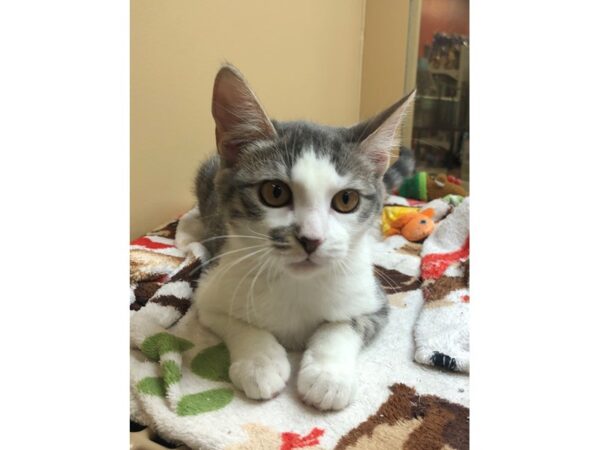 Domestic Short Hair CAT Female Grey and White Tabby 2430 Petland Norwin, PA