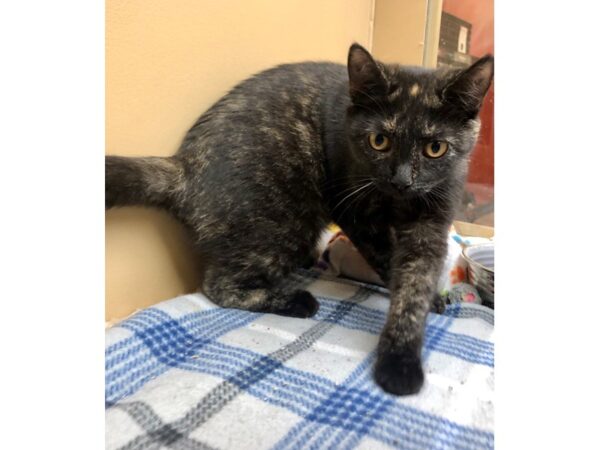 Domestic Short Hair CAT Female Tortiseshell 2425 Petland Norwin, PA