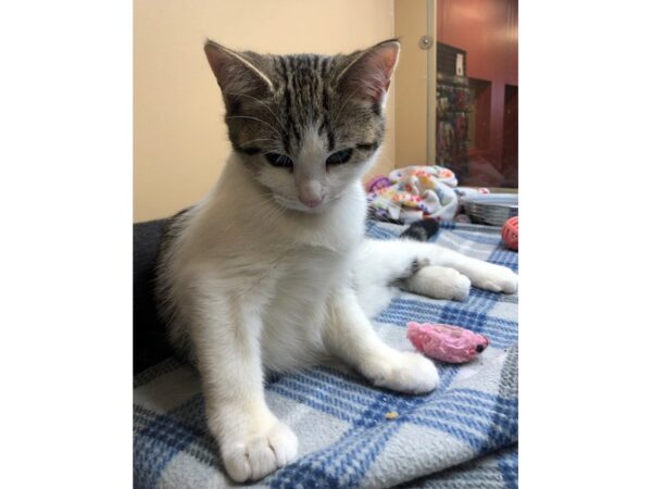 Domestic Short Hair CAT Male Brown and White Tabby 2426 Petland Norwin, PA