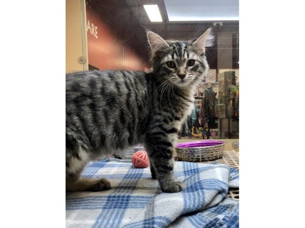 Domestic Medium Hair CAT Male Black and Tan Tabby 2432 Petland Norwin, PA