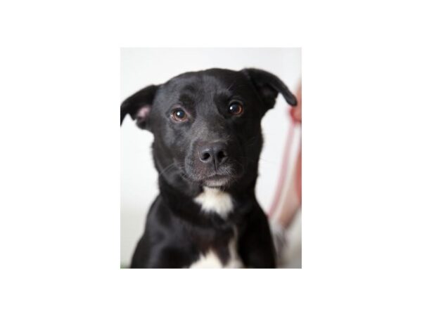 Retriever Mix DOG Male Black and White 2406 Petland Norwin, PA