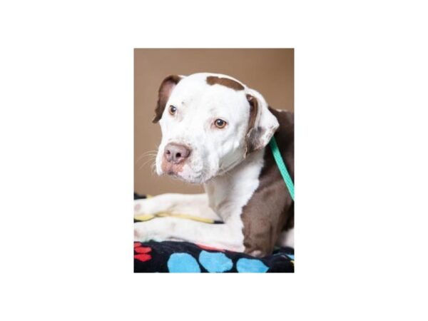 Pit Bull Mix DOG Female White and Brown 2409 Petland Norwin, PA