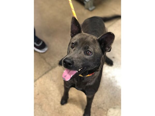 Australian Cattle Dog Mix DOG Female Black 2405 Petland Norwin, PA