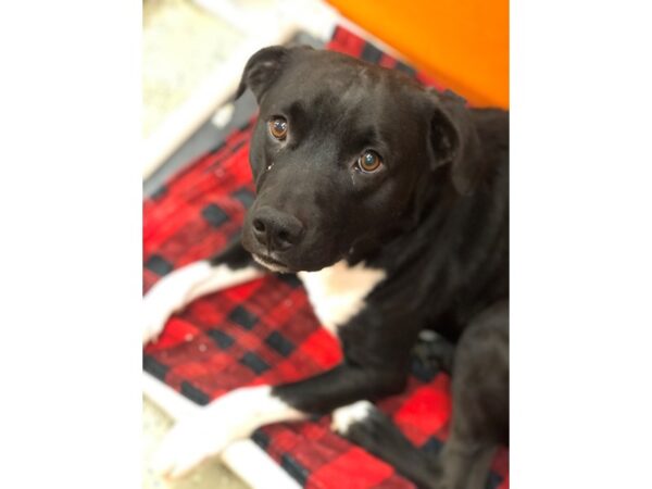 Labrador Retriever Mix DOG Male Black and White 2412 Petland Norwin, PA