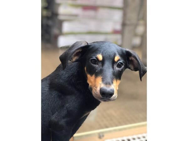 Rottweiler Mix DOG Female Black and Tan 2420 Petland Norwin, PA