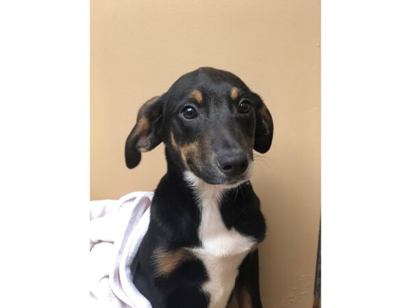 Rottweiler Mix-DOG-Male-Black and Tan-2417-Petland Norwin, PA