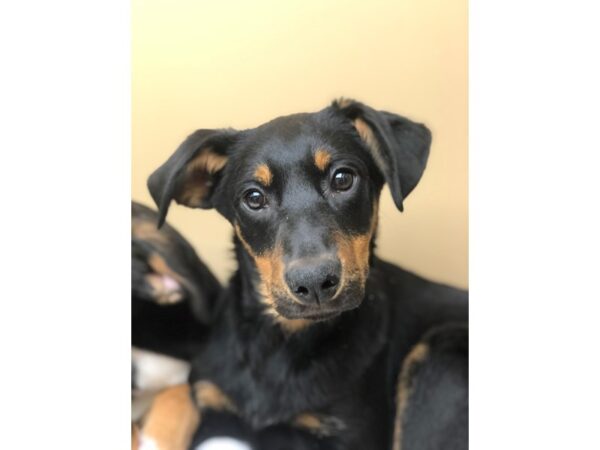 Rottweiler Mix DOG Female Black and Tan 2416 Petland Norwin, PA