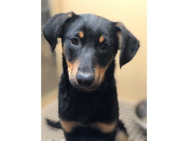 Rottweiler Mix DOG Male Black and Tan 2418 Petland Norwin, PA