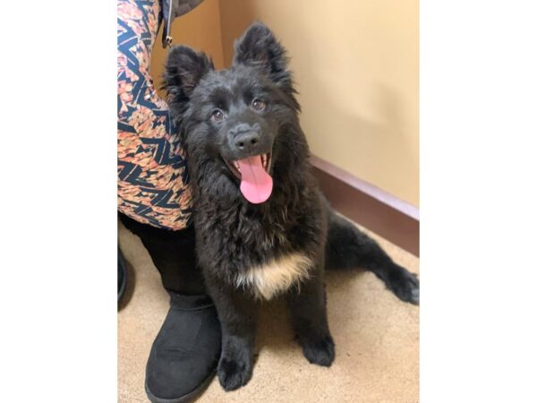 German Shepherd Mix DOG Female Black and White 2422 Petland Norwin, PA