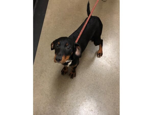 Rottweiler Mix DOG Female Black and White 2419 Petland Norwin, PA