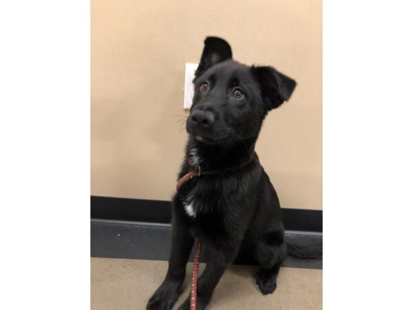 German Shepherd Mix DOG Male Black 2421 Petland Norwin, PA