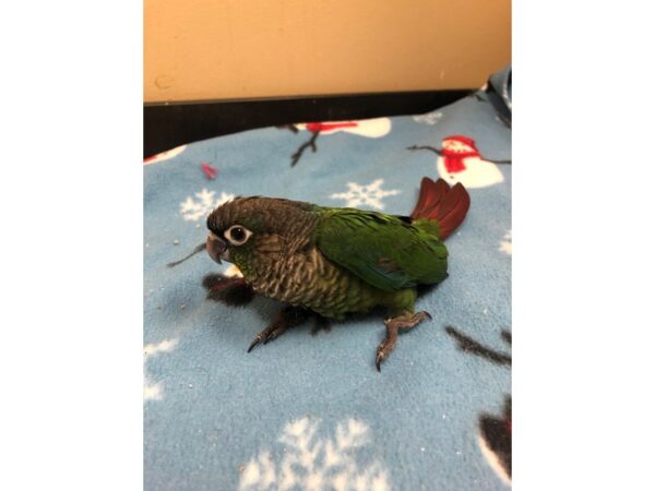 Green Cheek Conure-BIRD-Male--2435-Petland Norwin, PA