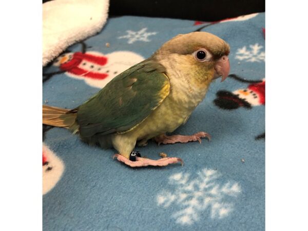 Pineapple Turquoise GC Conure BIRD Male 2436 Petland Norwin, PA