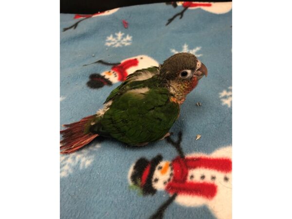 Yellowside Green Cheek Conure BIRD Male 2437 Petland Norwin, PA