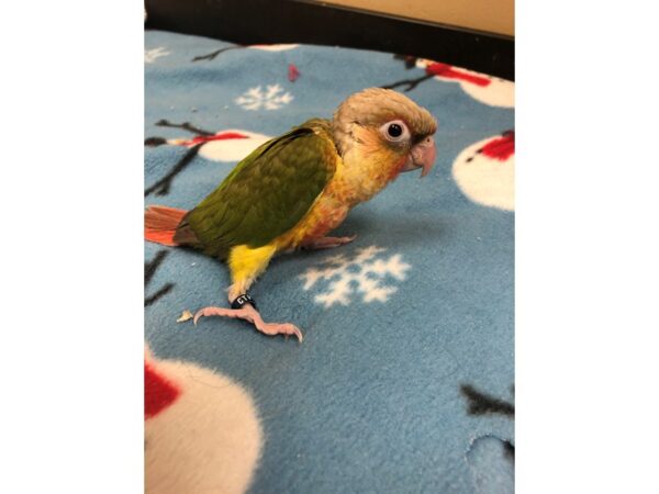 Pineapple Green Cheek Conure BIRD Male 2438 Petland Norwin, PA