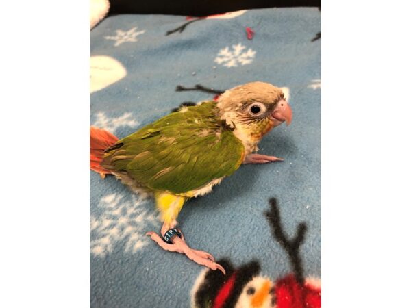 Pineapple Green Cheek Conure BIRD Male 2439 Petland Norwin, PA