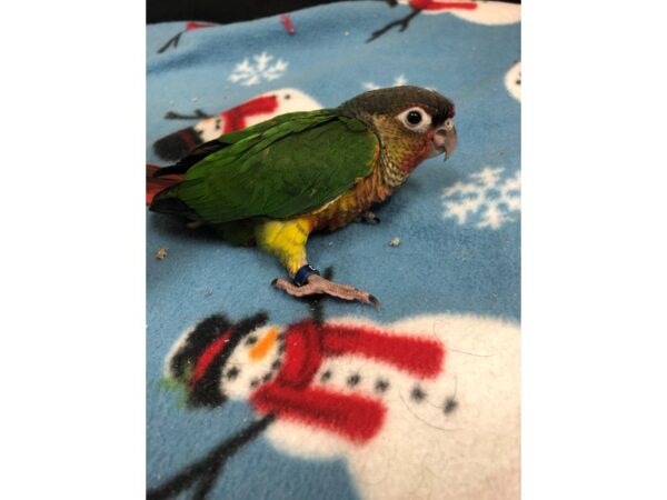 Pineapple Greencheek Conure- high red-BIRD-Male--2441-Petland Norwin, PA