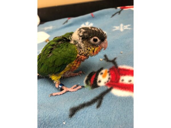 Pineapple Greencheek Conure- high red-BIRD-Male--2443-Petland Norwin, PA