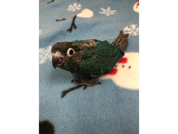 Turquoise Green Cheek Conure BIRD Male 2440 Petland Norwin, PA