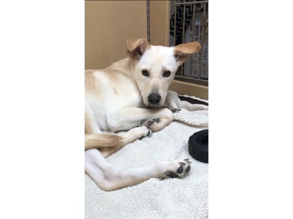 German Shepherd Mix-DOG-Female-Cream-2414-Petland Norwin, PA