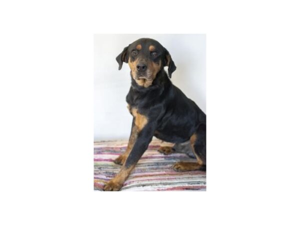 Rottweiler Mix DOG Male Black and Tan 2454 Petland Norwin, PA