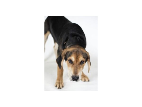 Hound Mix DOG Male Black and Tan 2459 Petland Norwin, PA