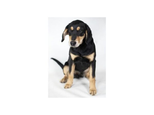 Hound Mix-DOG-Male-Black and Tan-2460-Petland Norwin, PA