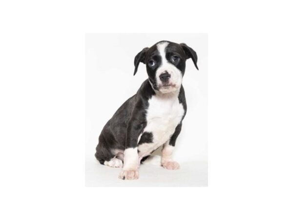 Catahoula Lab DOG Male Black and White 2462 Petland Norwin, PA