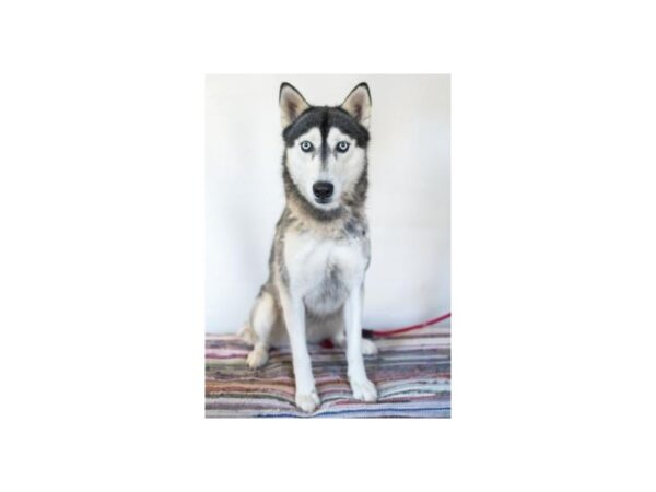 Siberian Husky DOG Female Black and White 2445 Petland Norwin, PA